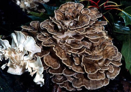 Optimizing Digestion with Maitake Mushroom D Fraction