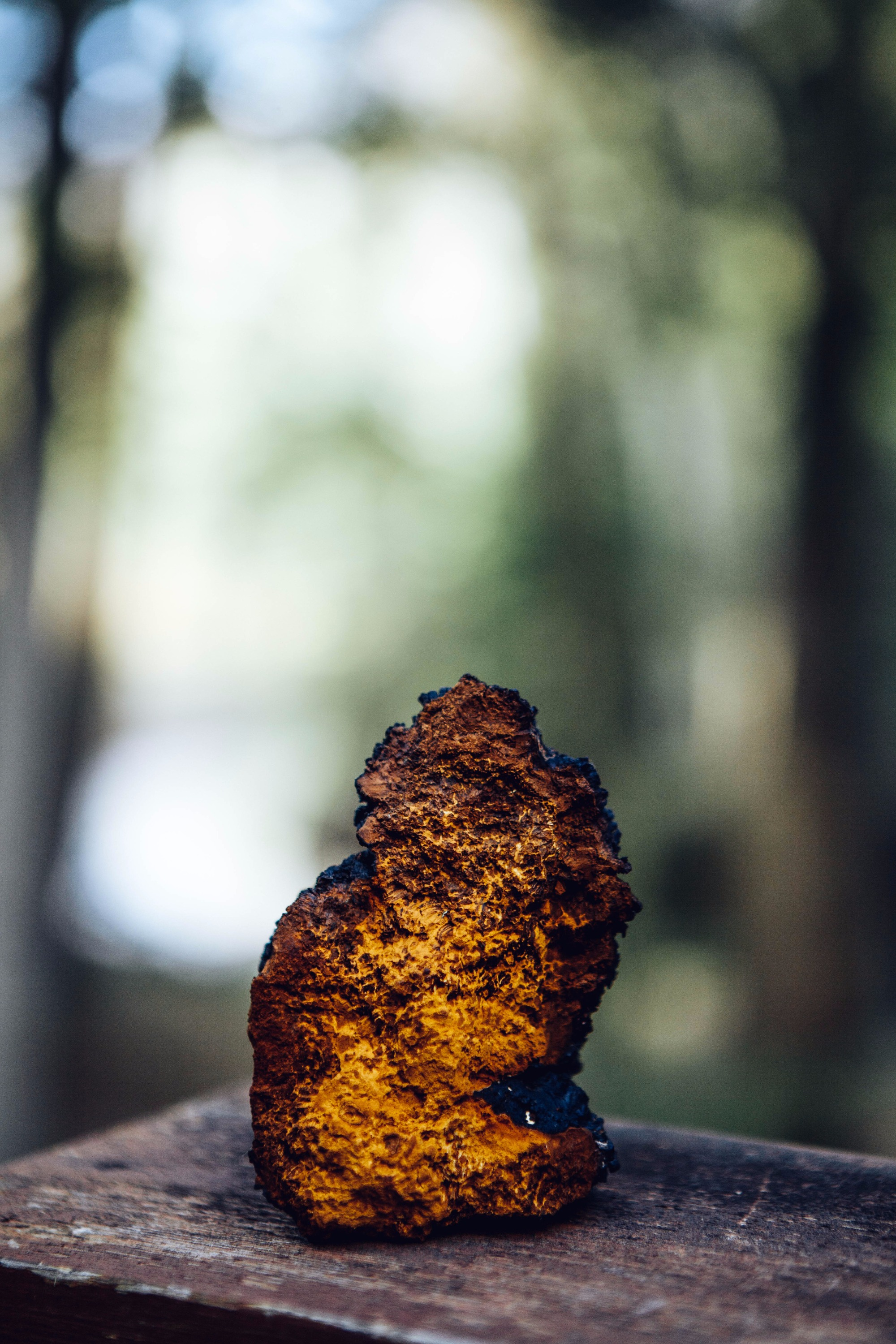 How to Identify Chaga Mushroom vs. Other Tree Mushrooms