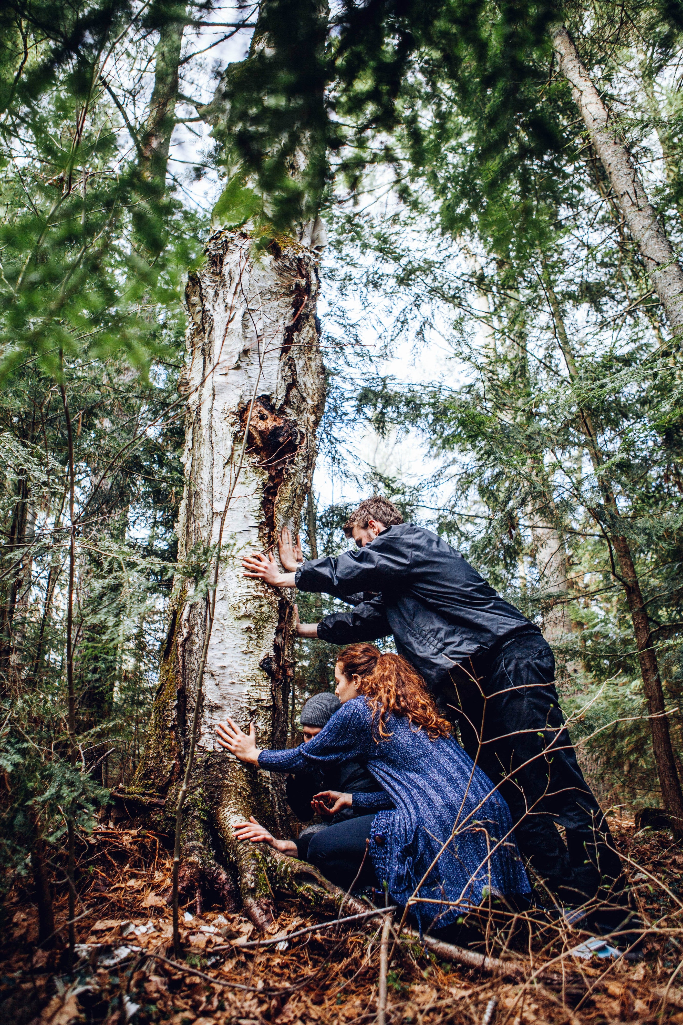 How to Sustainably Harvest Wild Chaga Mushrooms