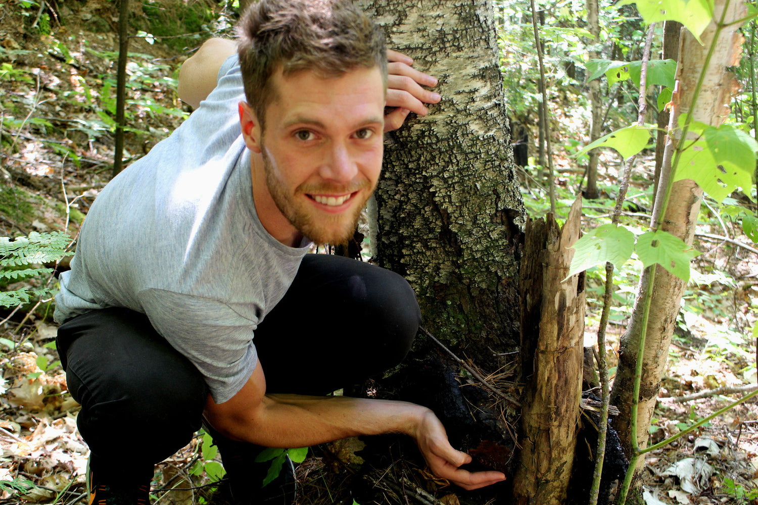 How to Harvest Chaga Sustainably