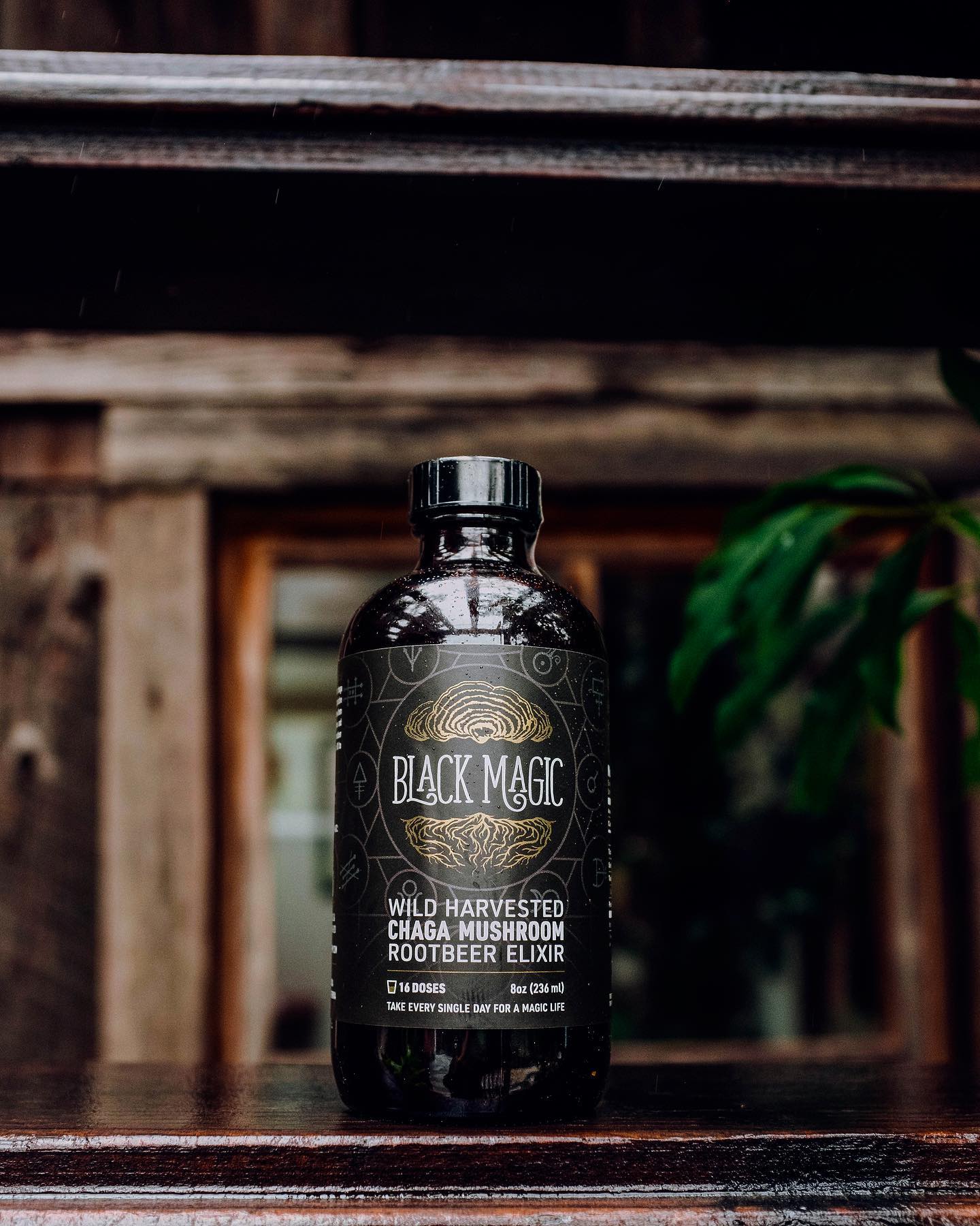 Wild Harvested Chaga Mushroom Rootbeer Elixir