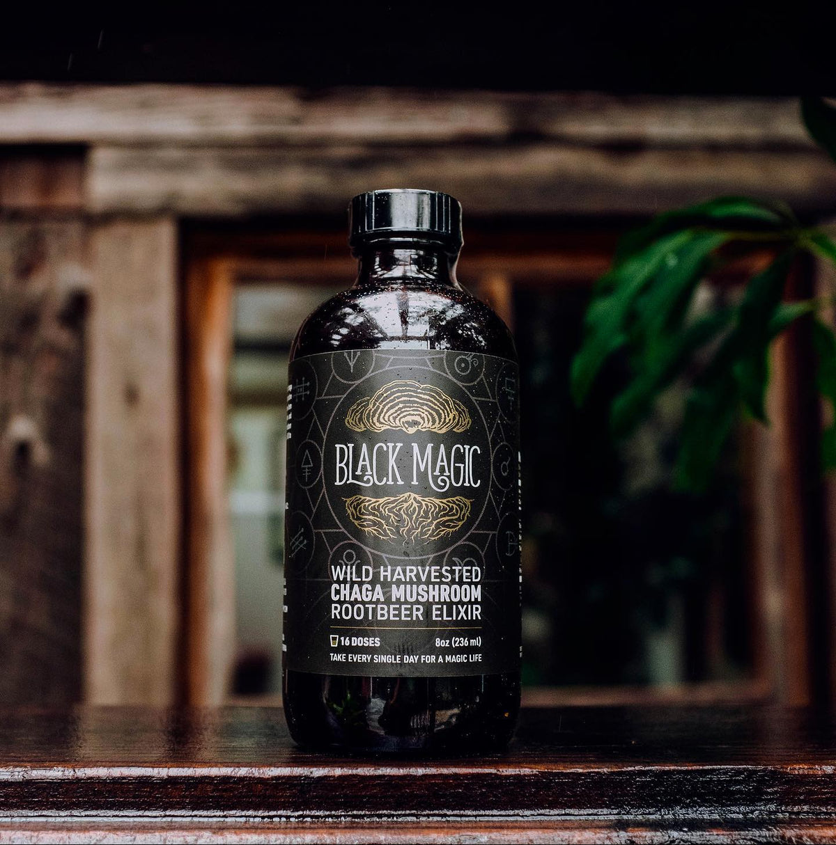Wild Harvested Chaga Mushroom Rootbeer Elixir