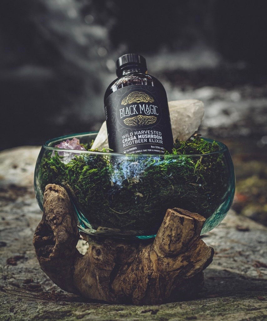 Wild Harvested Chaga Mushroom Rootbeer Elixir