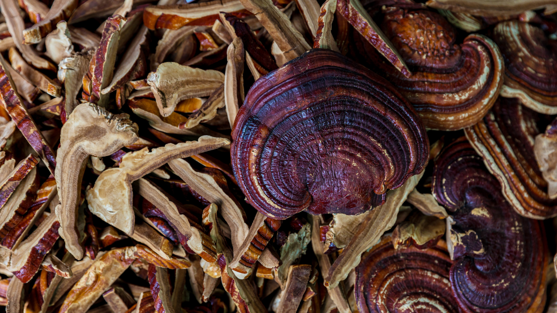 The Shroomy Temple | Wild Reishi Mushroom Tincture