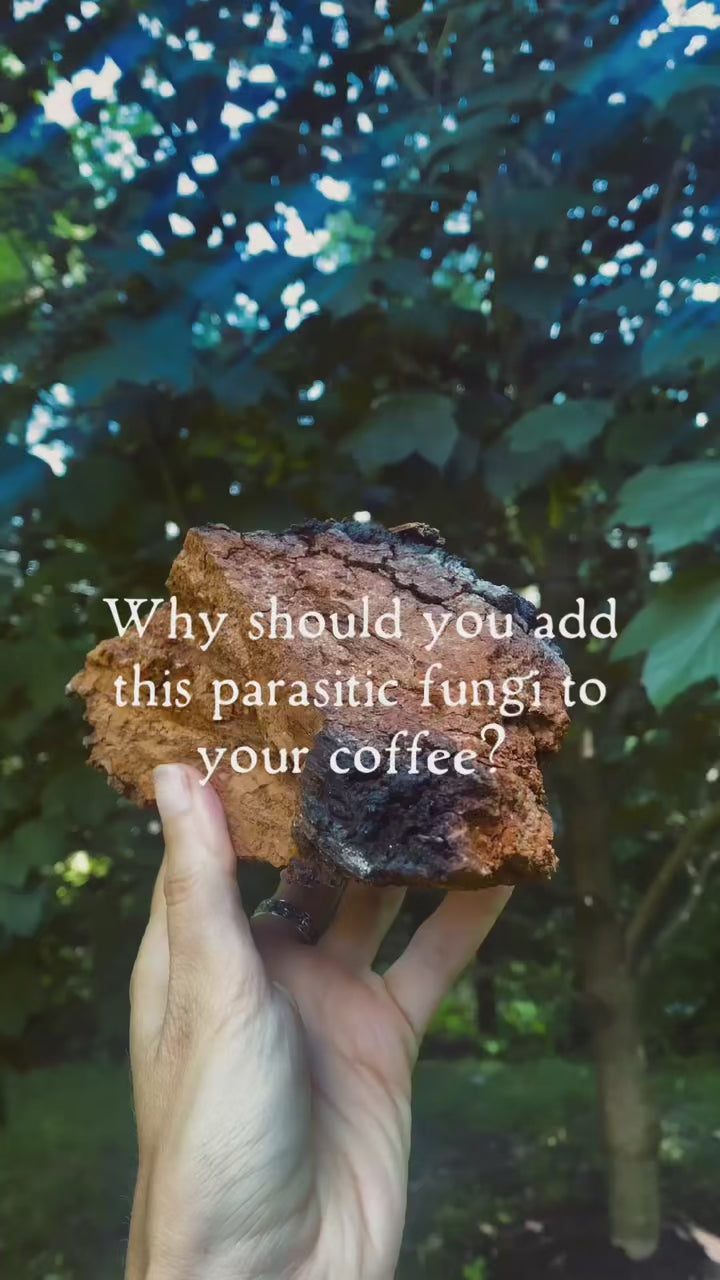 Sustainably Wild Harvested Chaga Mushroom Tea