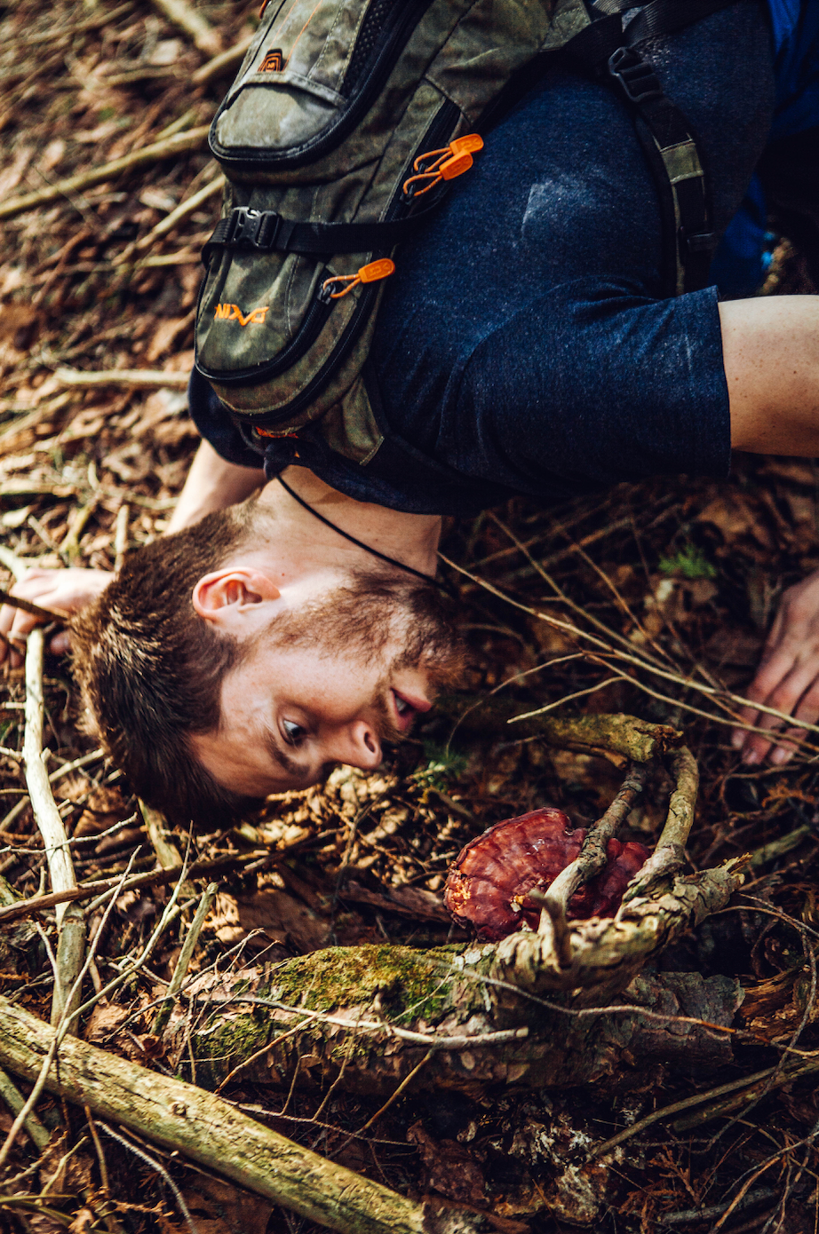 The Shroomy Temple | Wild Reishi Mushroom Tincture