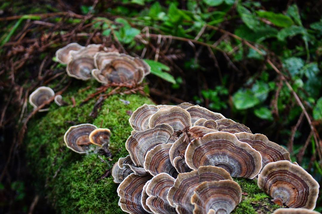 Is Turkey Tail Mushroom Good for Gut Health? The Hidden Life of the Microbiome