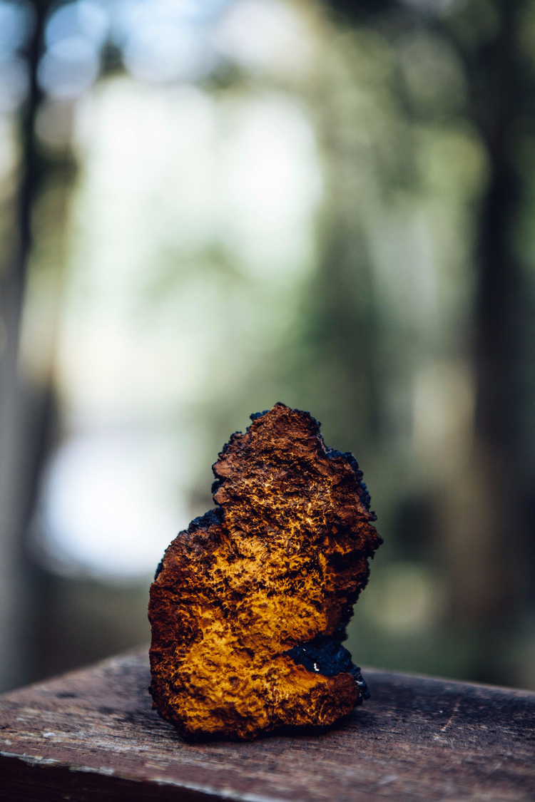 How to Identify Chaga Mushroom vs. Other Tree Mushrooms Black Magic