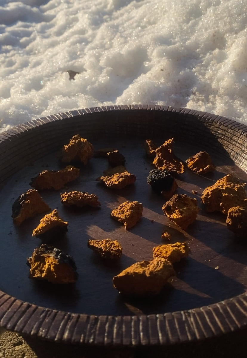 Why We Sun-Dry Our Wild Chaga Mushrooms (And Why It Matters)