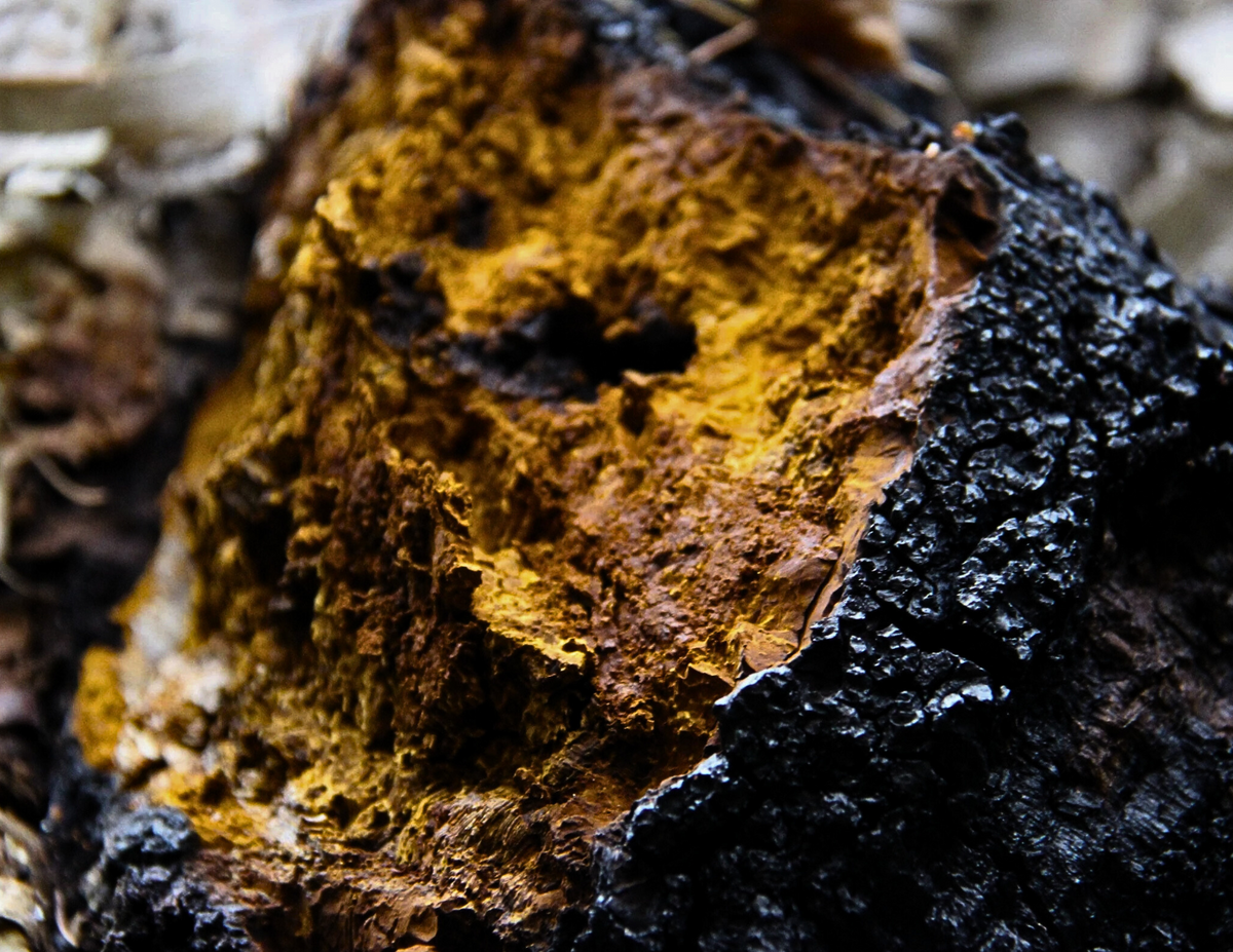 How to Identify Chaga Mushroom vs. Other Tree Mushrooms
