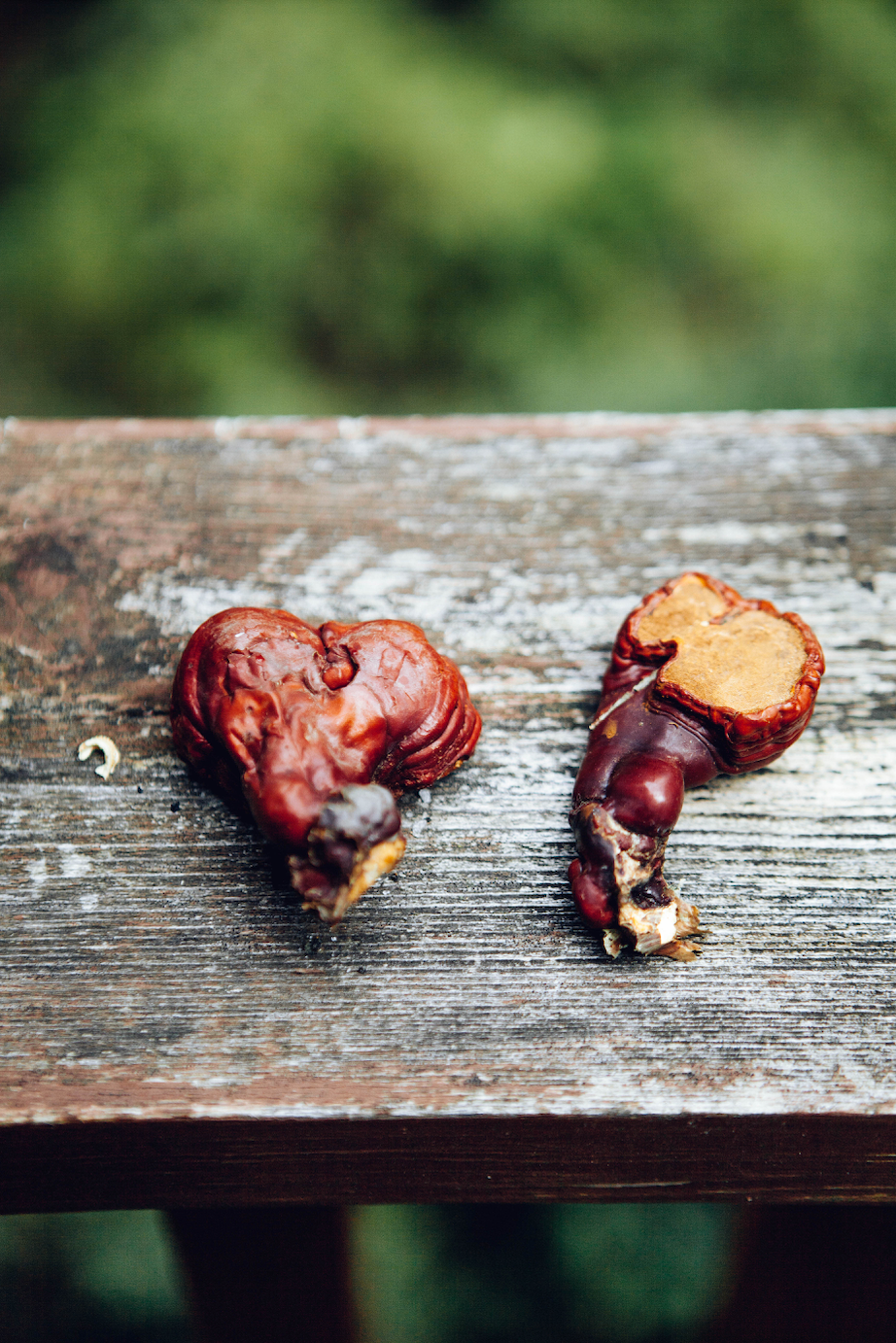 Chaga vs. Reishi: Which is Best for Radiant Skin?
