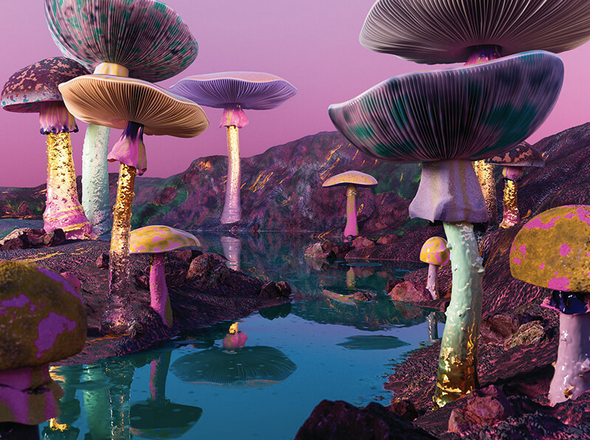 Mushrooms Love Toxins: What That Means For You