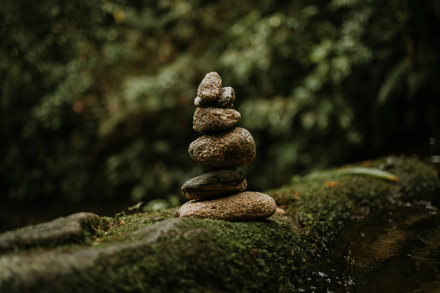 Mushrooms and Algorithms: The Ancient Taoist Practice for a Calm Mind in a Chaotic World