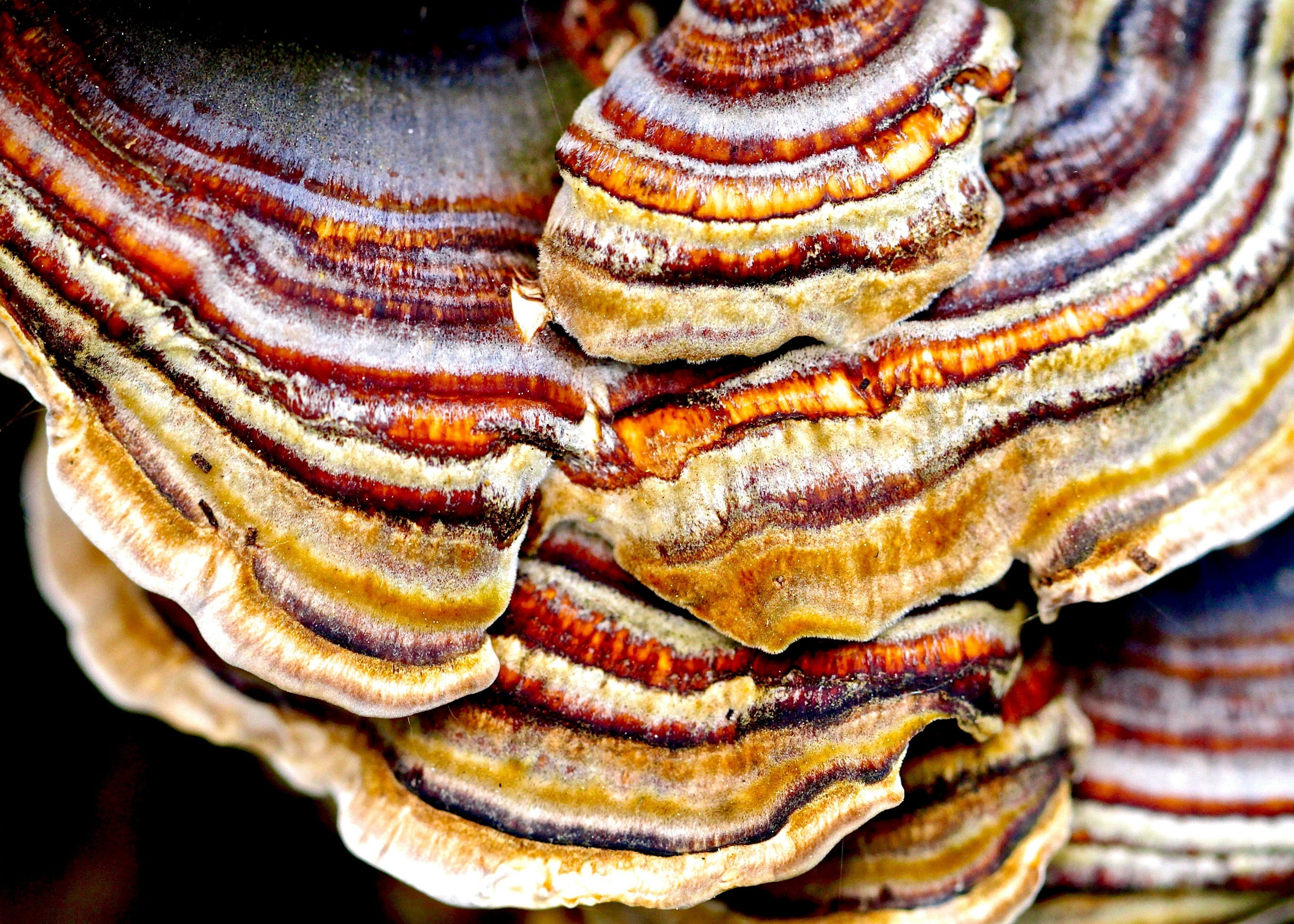The Complete Guide to Medicinal Mushrooms: Which Mushroom Is Right for You?