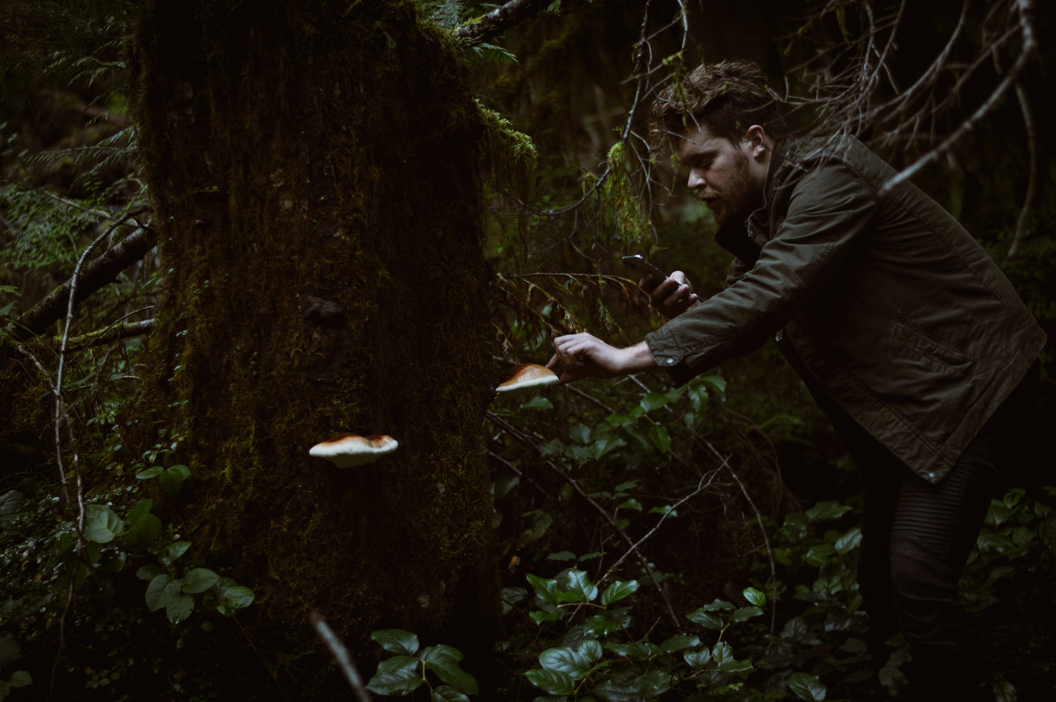 Medicinal Mushrooms for Anxiety and Depression: The Ancient Pharmacy of the Forest