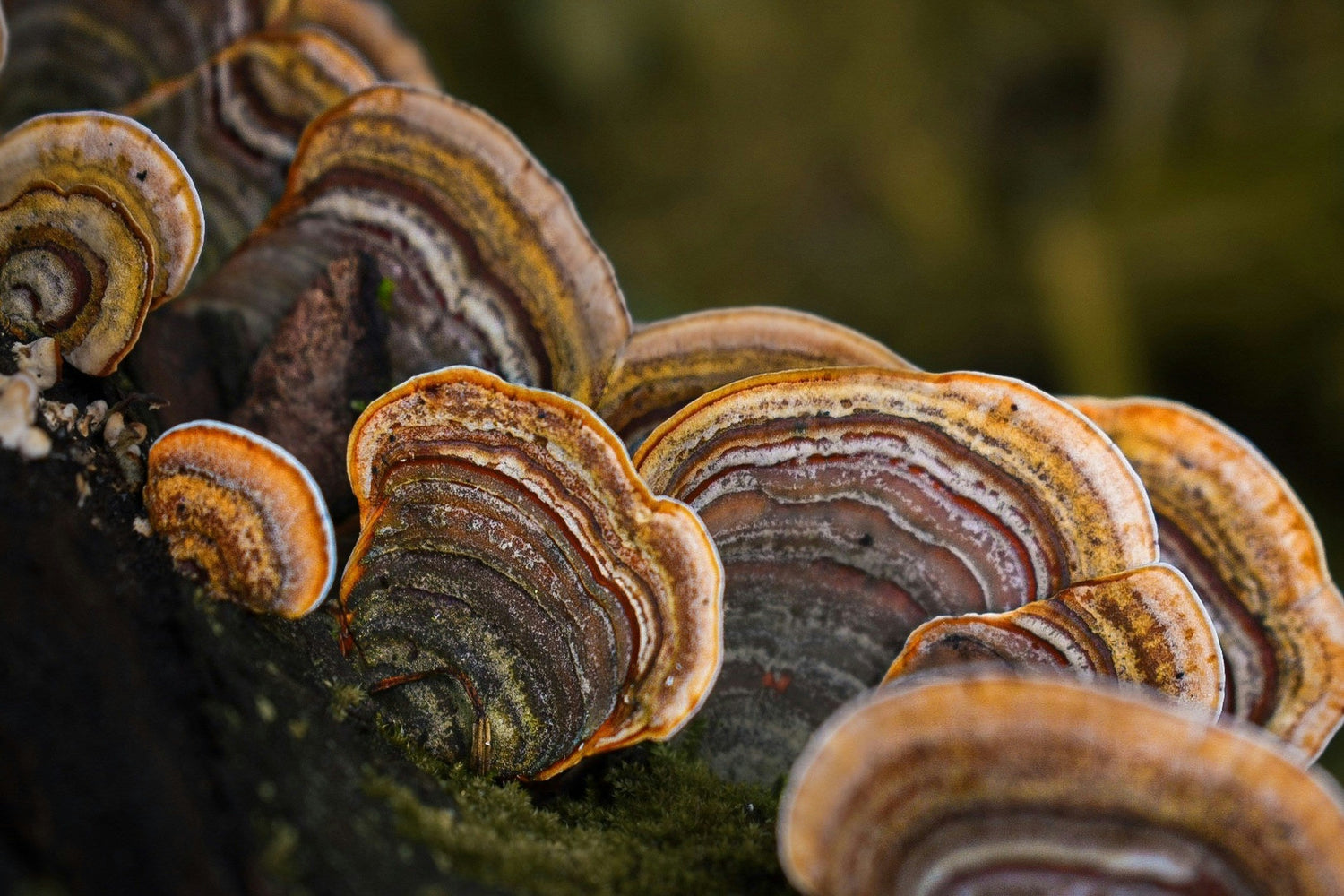 How to Choose a High-Quality Mushroom Supplement (Why Some Products Work Better Than Others)