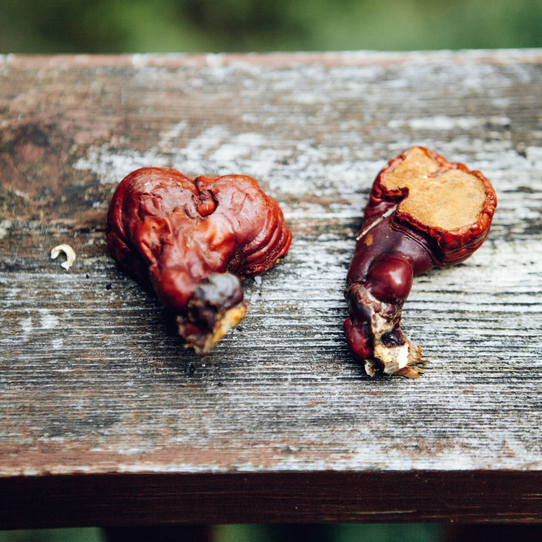 Wild Reishi Mushroom