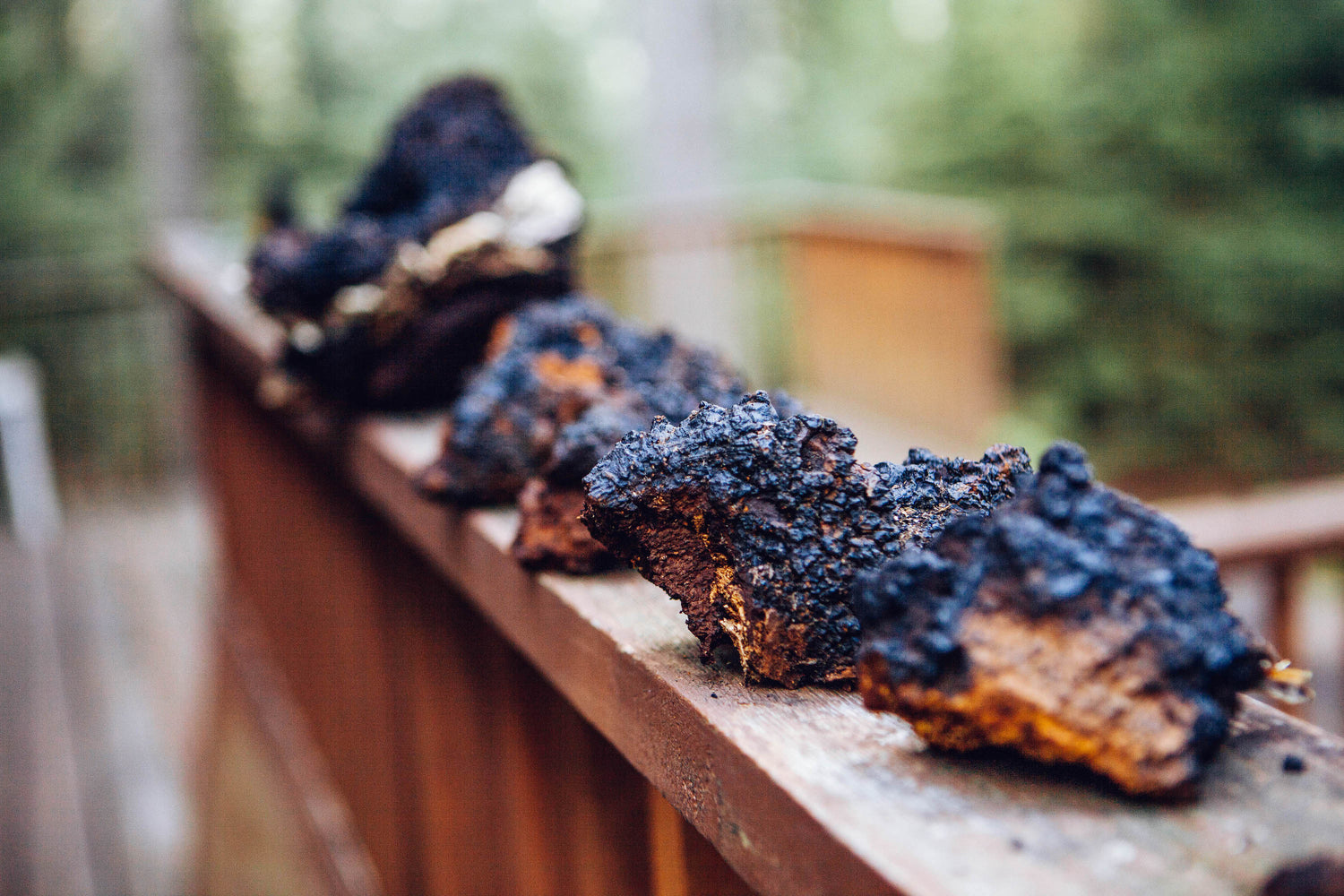 chaga mushroom