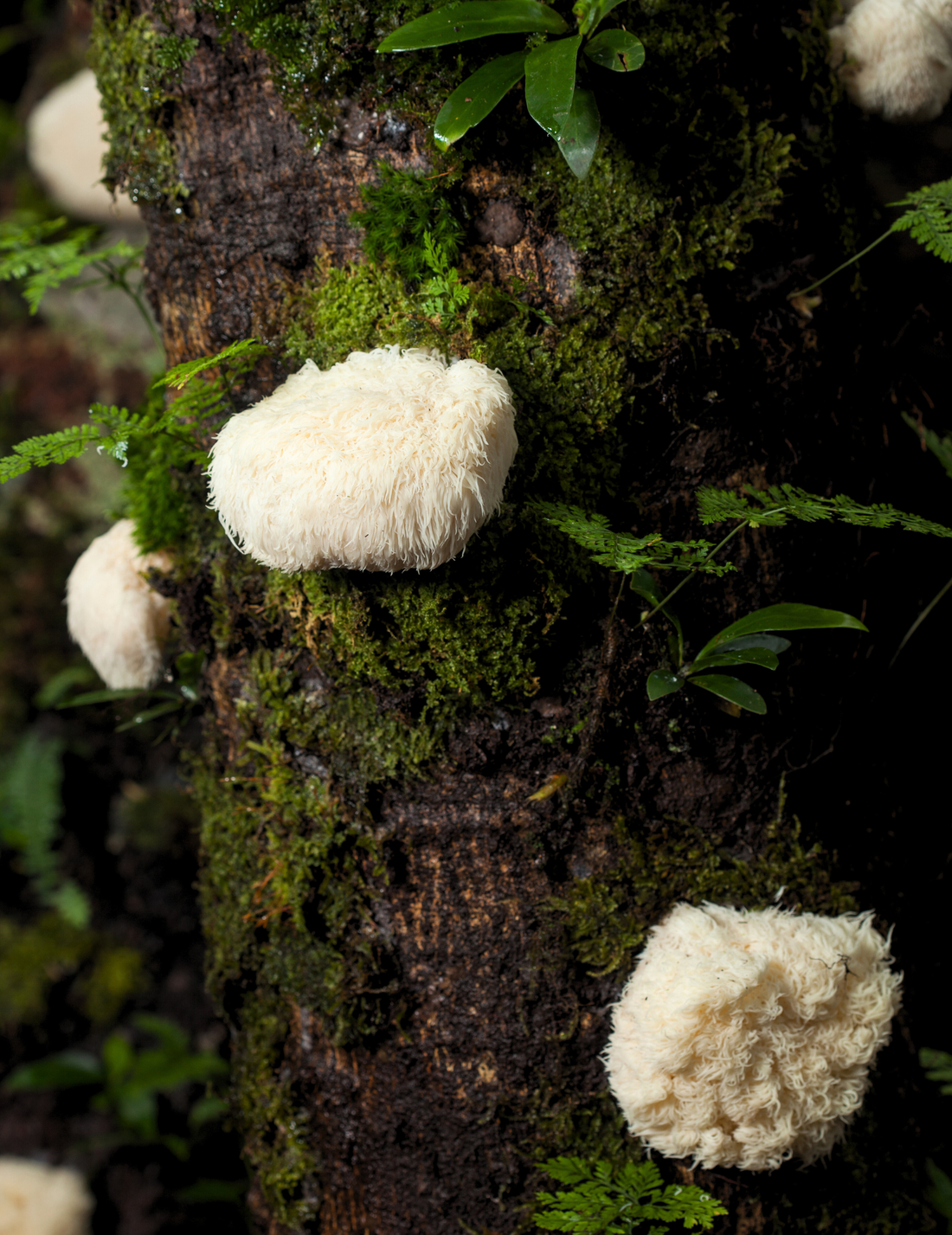 Lion's Mane Mushroom Powder | 100% Certified Organic, Tree-Grown, Frui ...