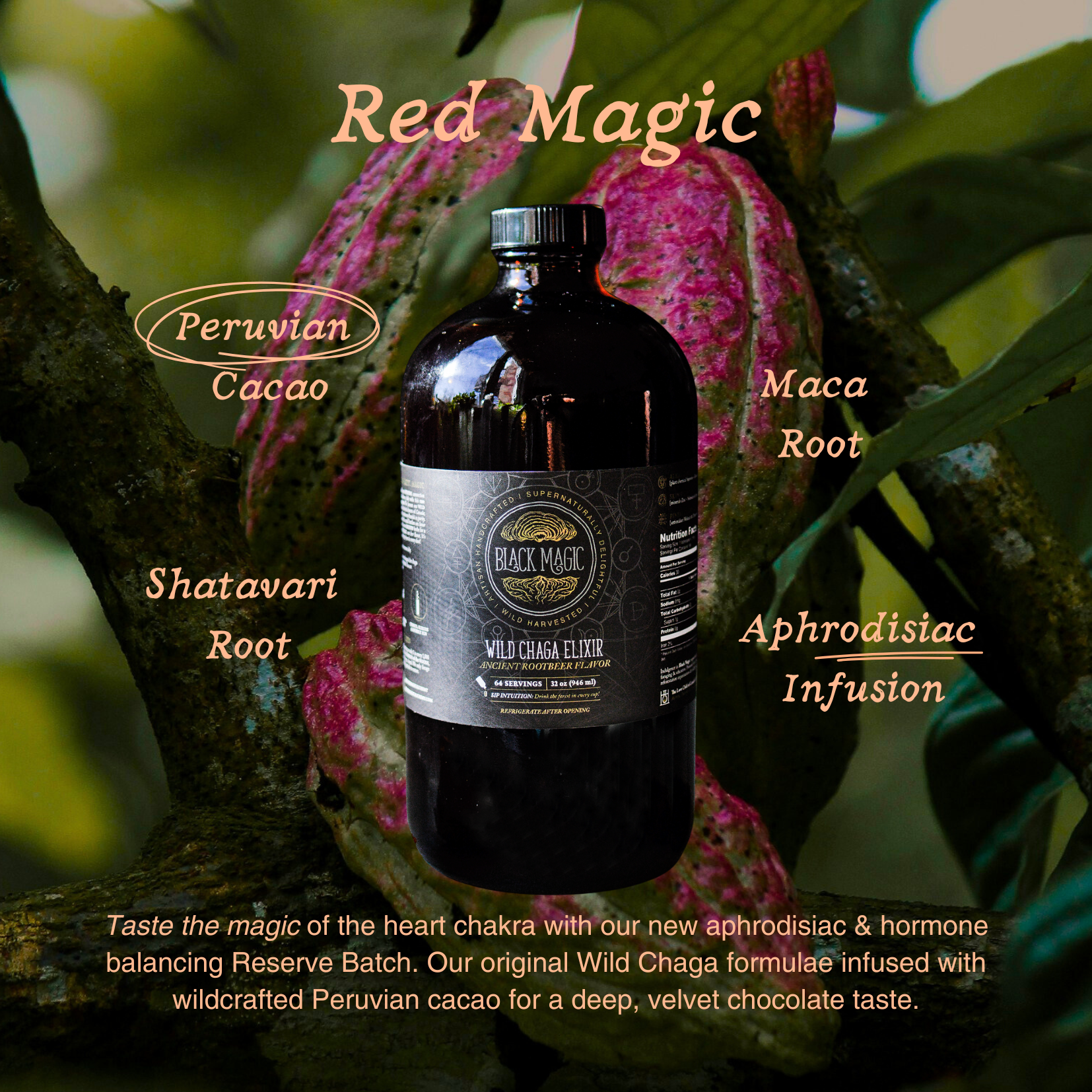 Wild Harvested Chaga Mushroom Rootbeer Elixir