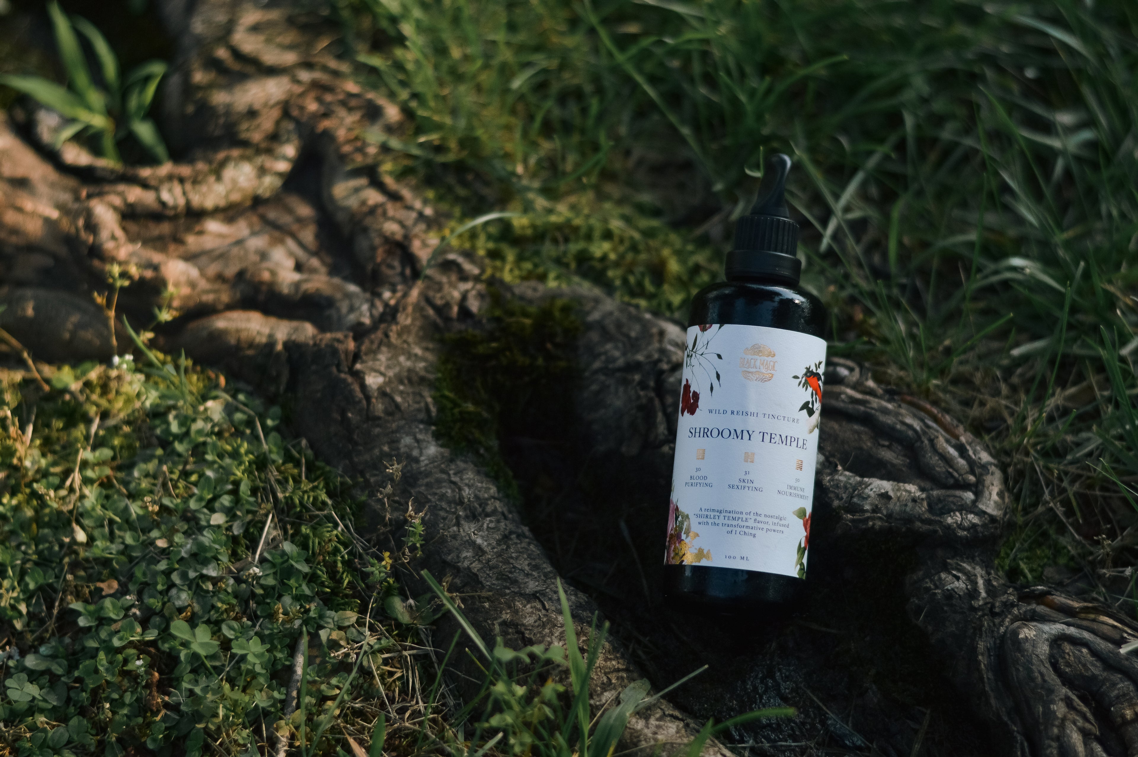 The Shroomy Temple  Wild Reishi Mushroom Tincture – Black Magic Alchemy