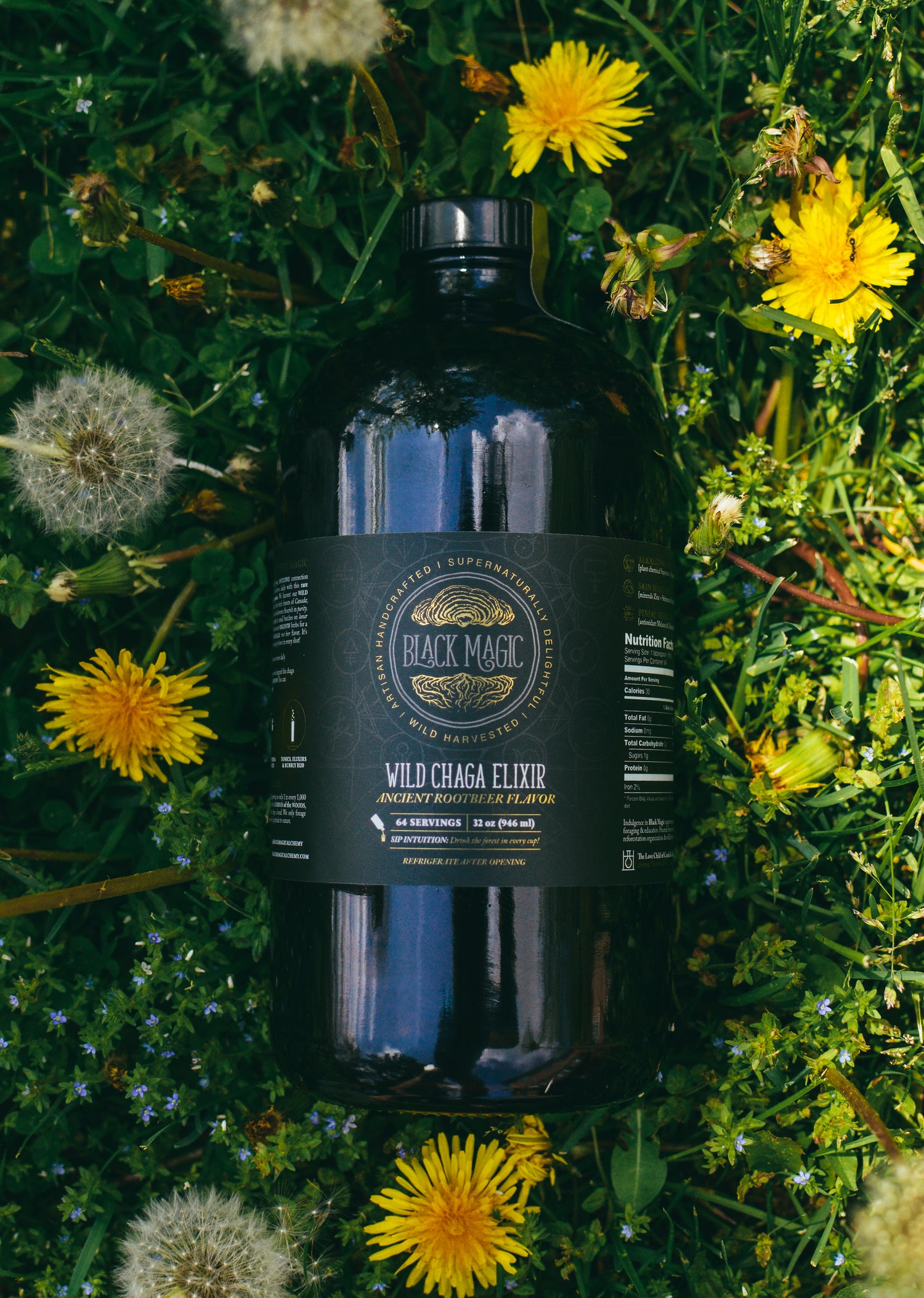 Wild Harvested Chaga Mushroom Rootbeer Elixir