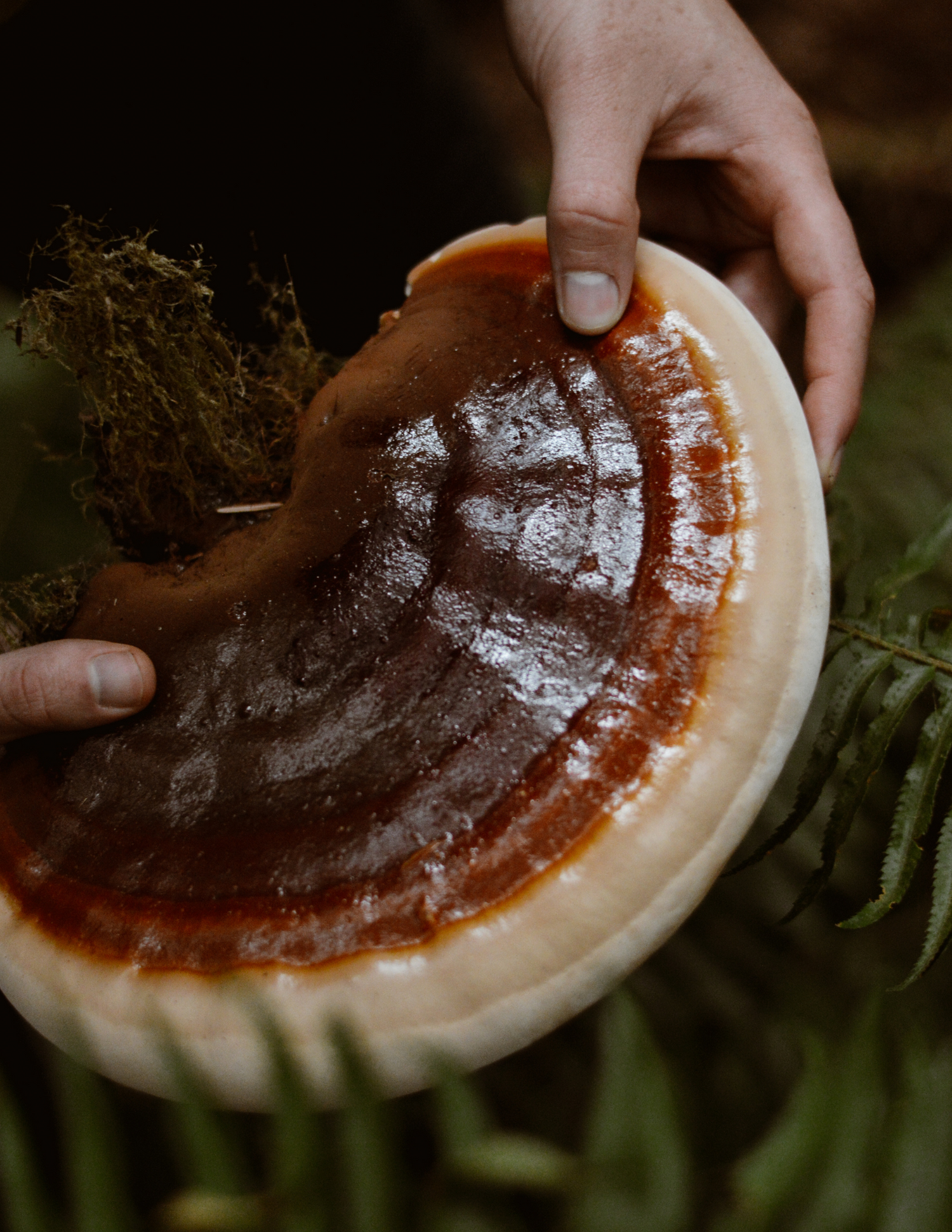 The Shroomy Temple Wild Reishi Mushroom Tincture – Black Magic Alchemy