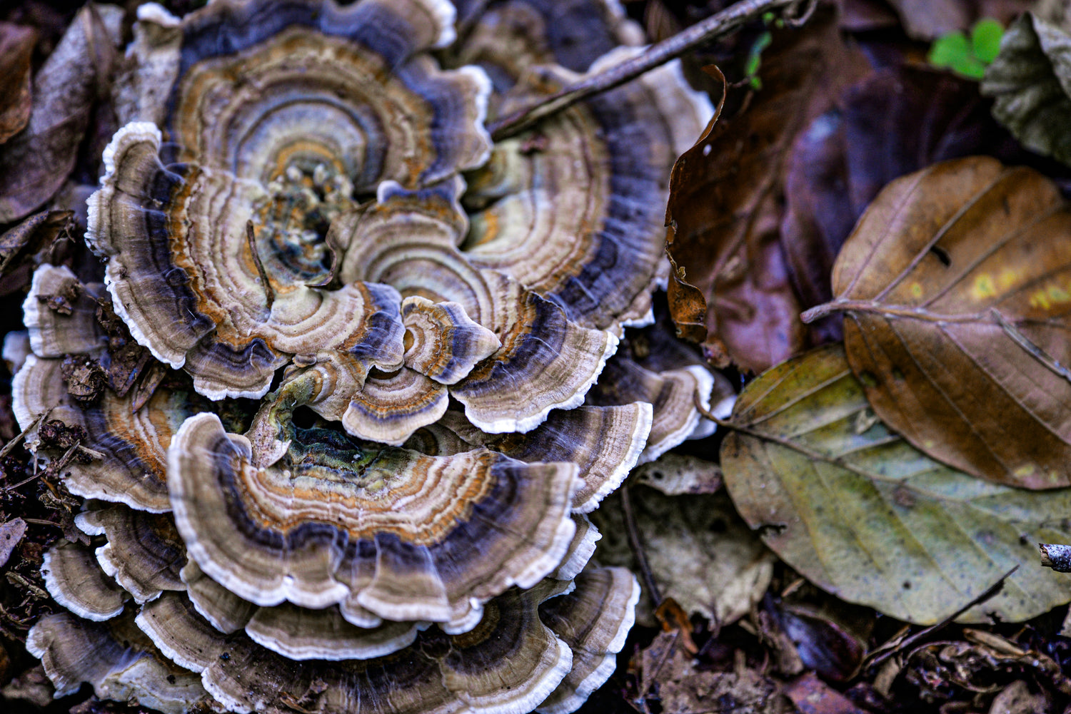 Organic Turkey Tail Mushroom Powder | Tree-Grown Fruiting Body Extract