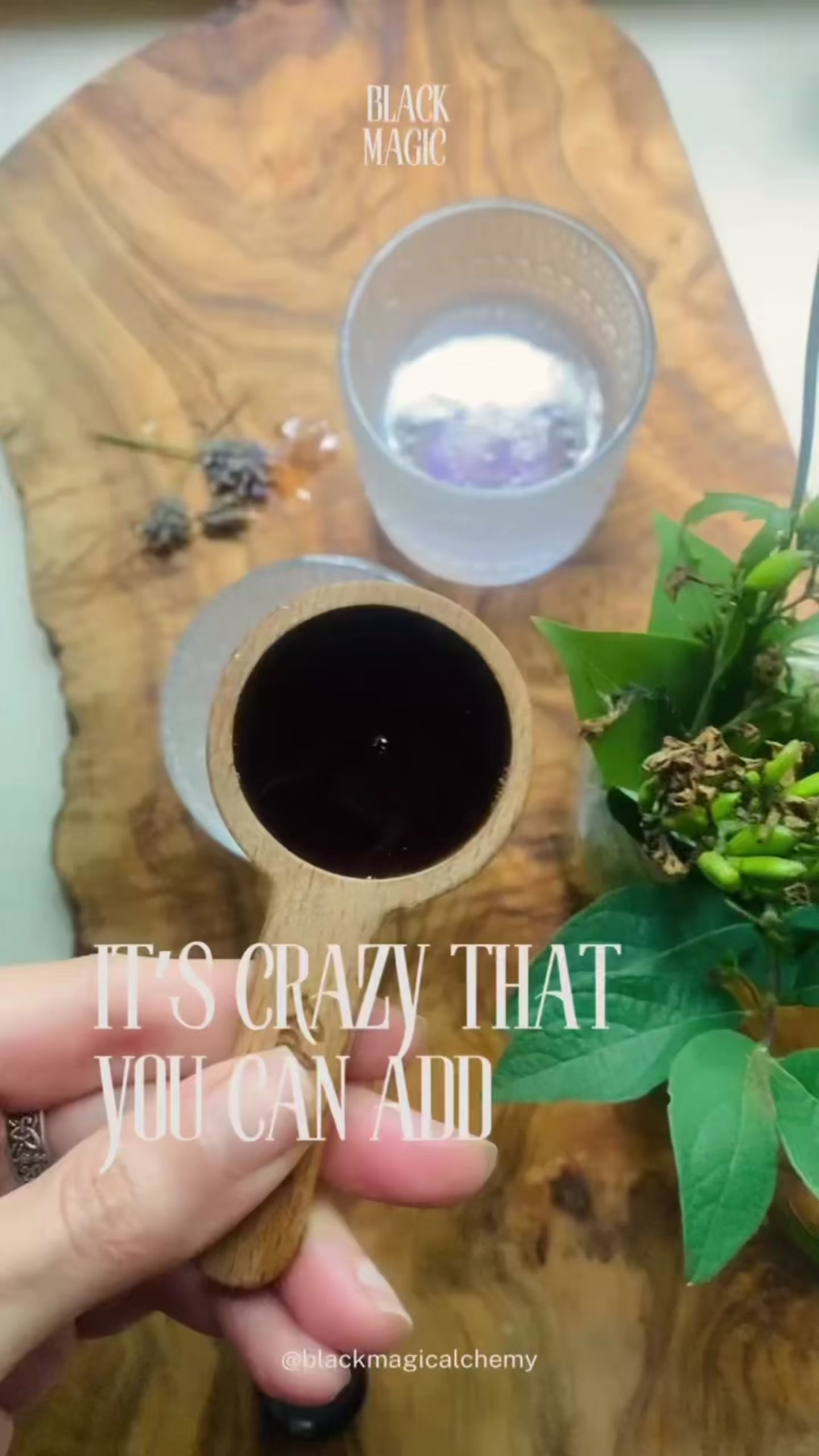 Wild Harvested Chaga Mushroom Rootbeer Elixir