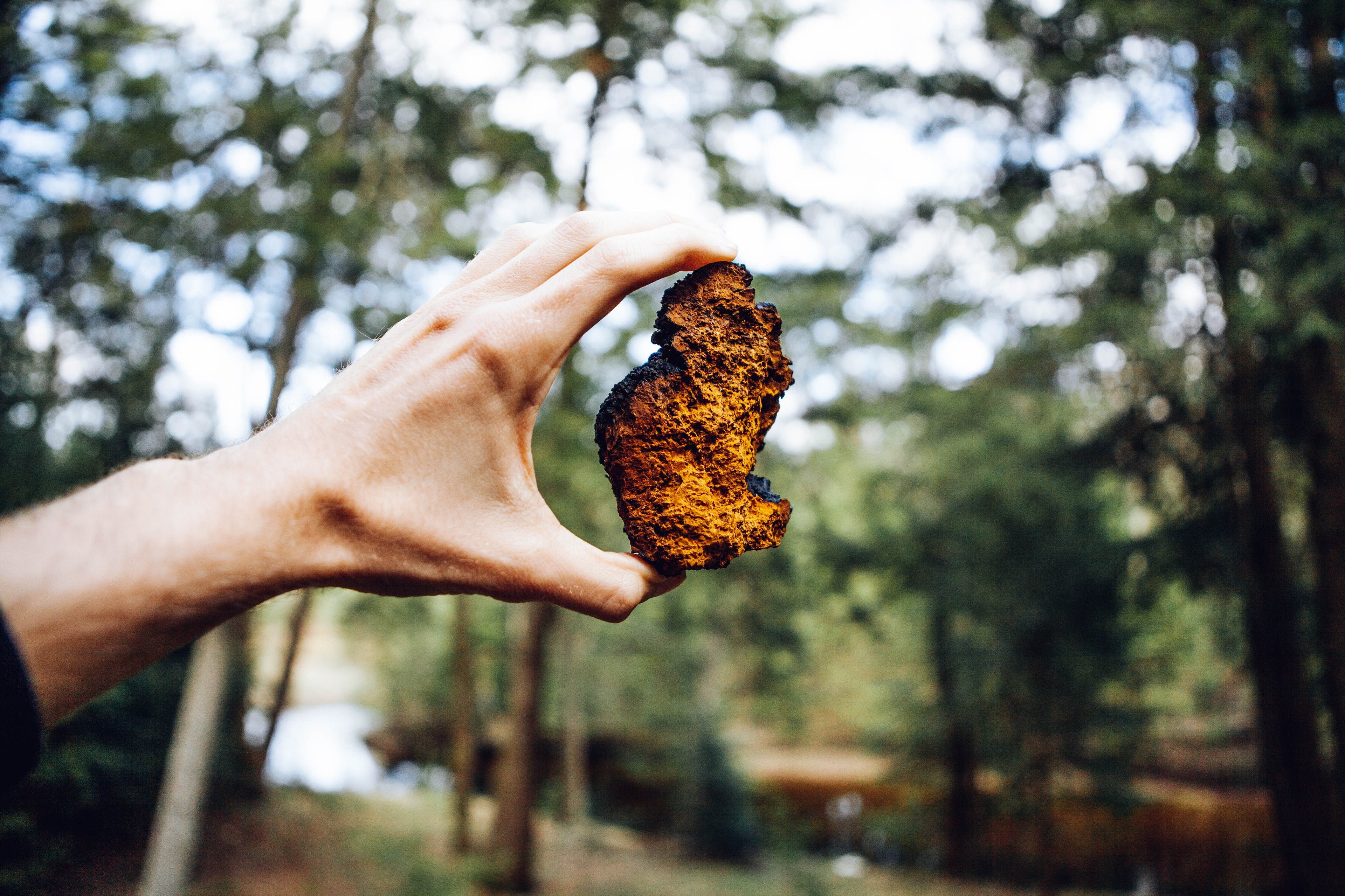 Wild Harvested Chaga Mushroom Rootbeer Elixir