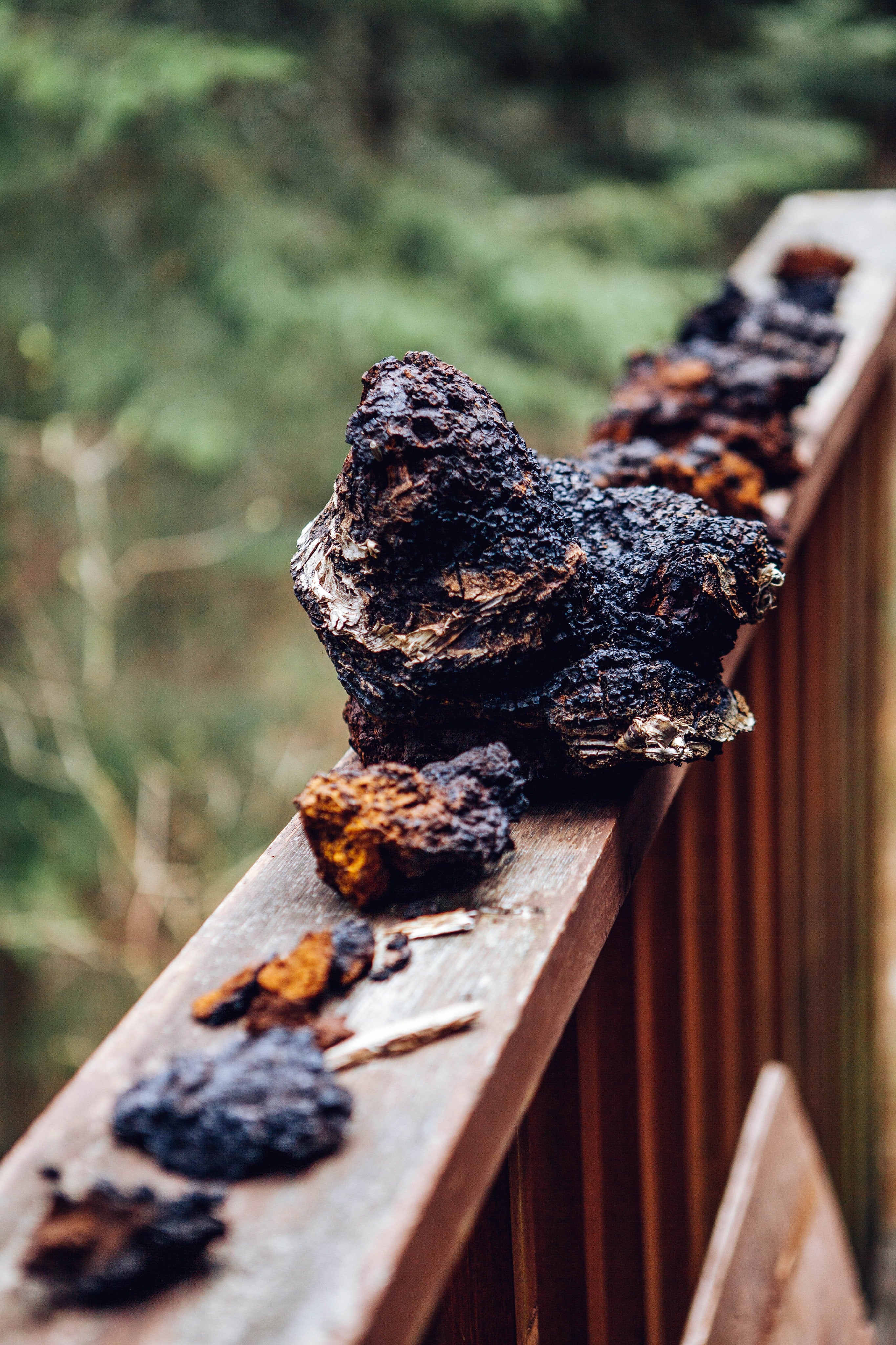 Wild Harvested Chaga Mushroom Rootbeer Elixir