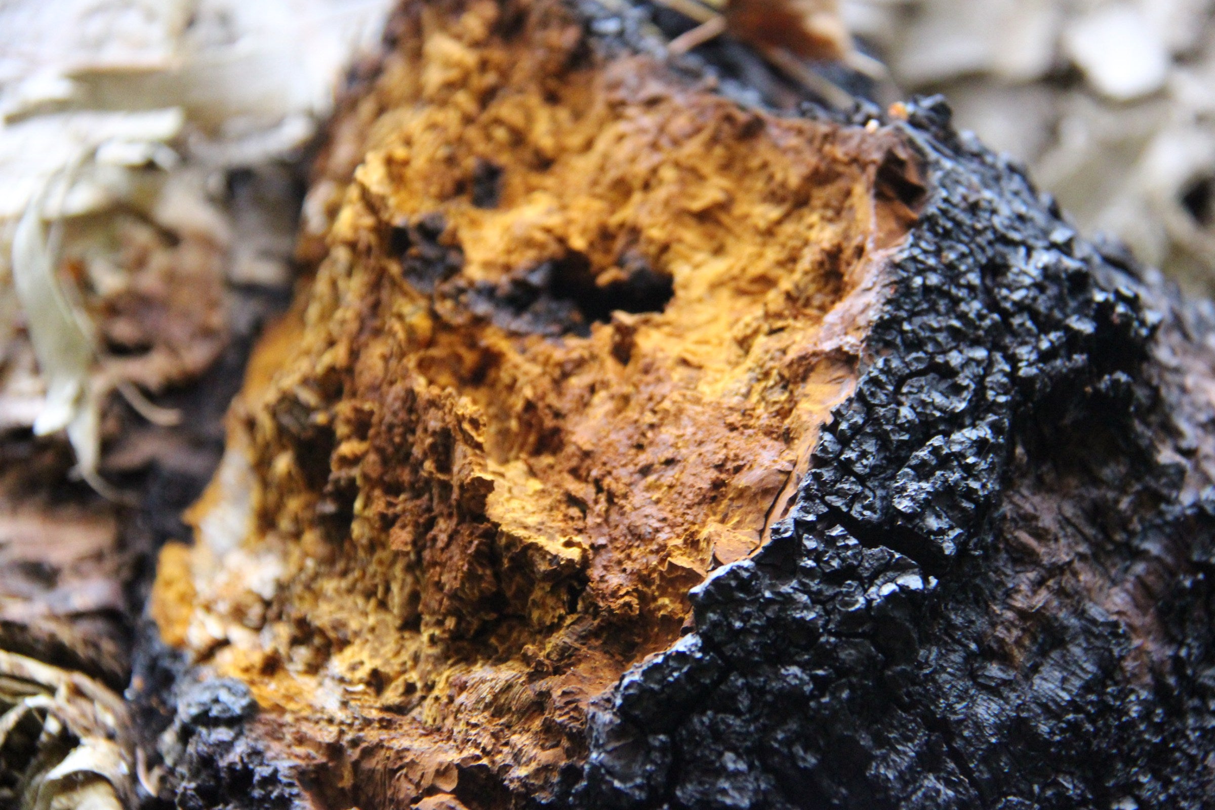 Sustainably Wild Harvested Chaga Mushroom Tea