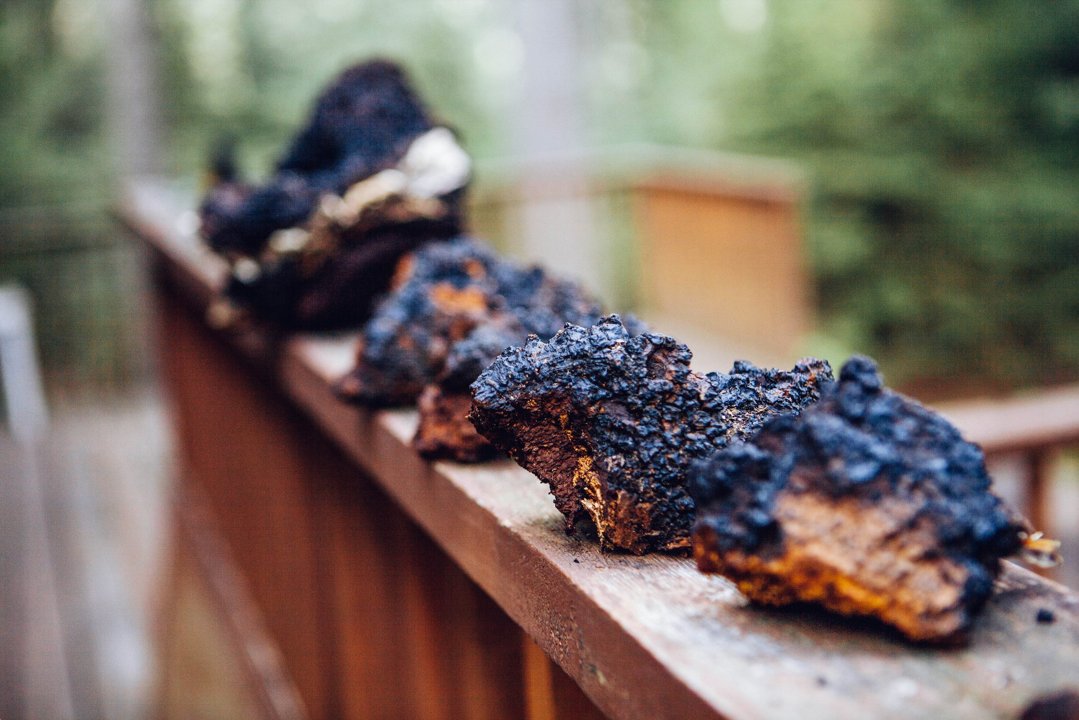 Sustainably Wild Harvested Chaga Mushroom Tea